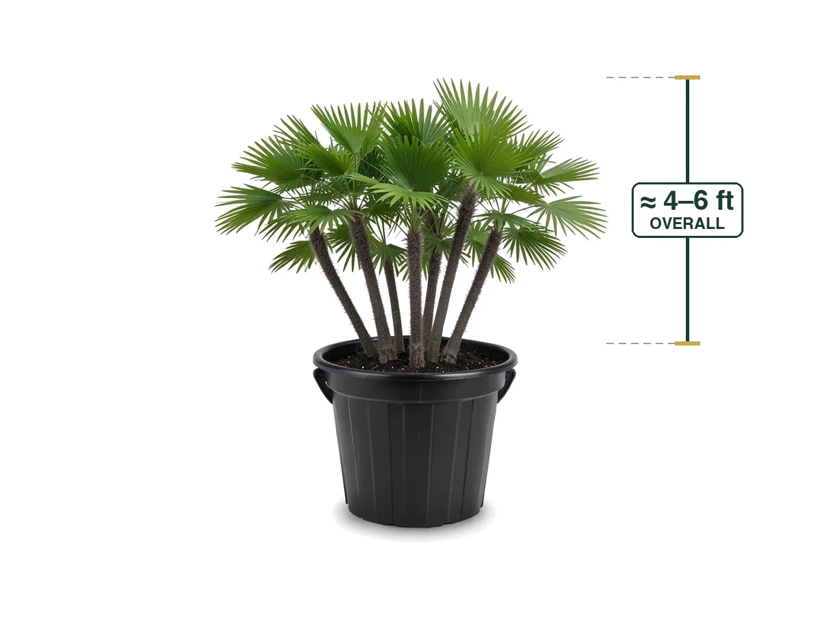 Paurotis Palm