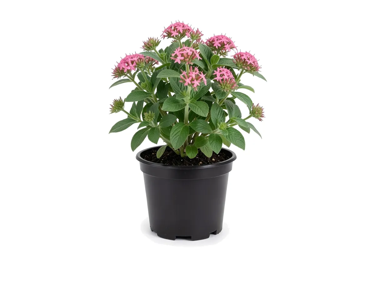 Pentas