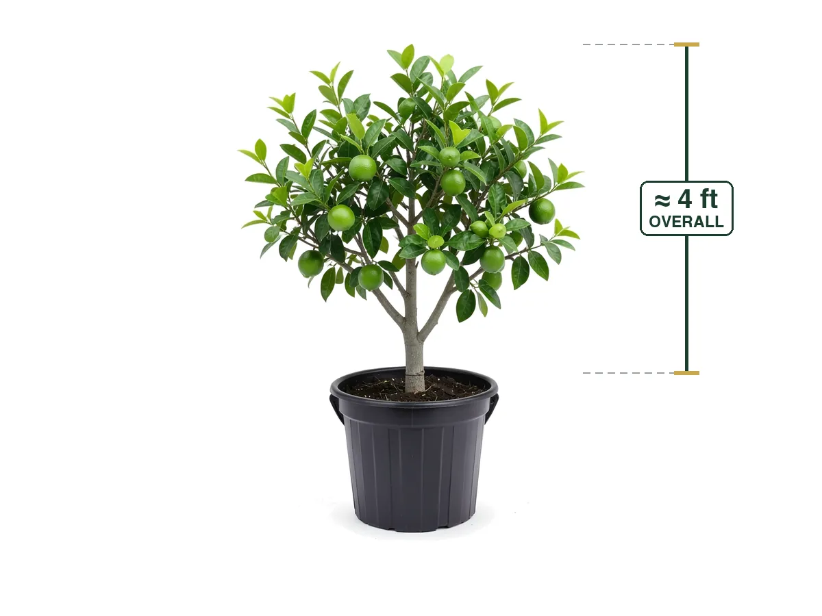 Persian Lime Tree