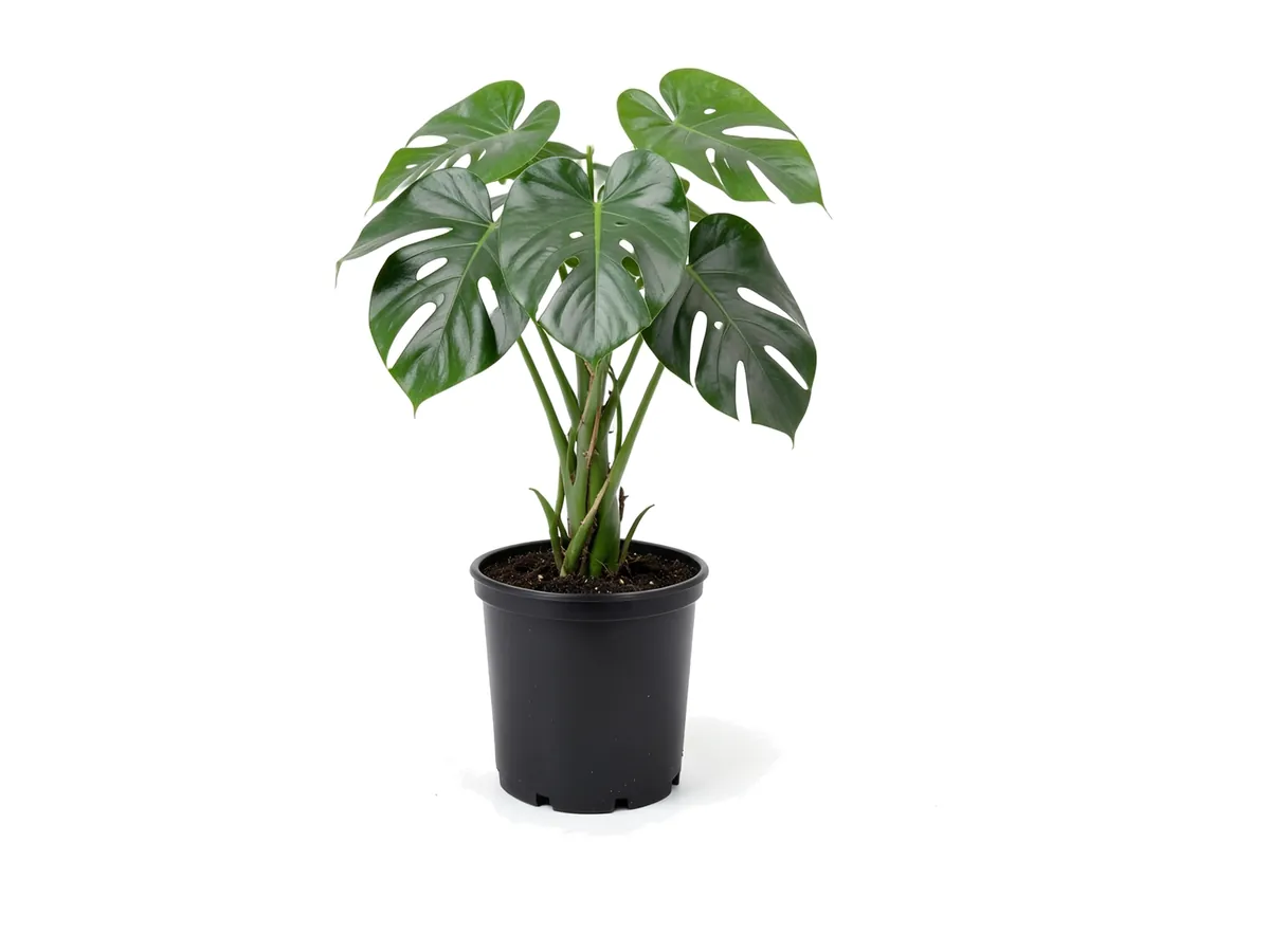 Philodendron Monstera