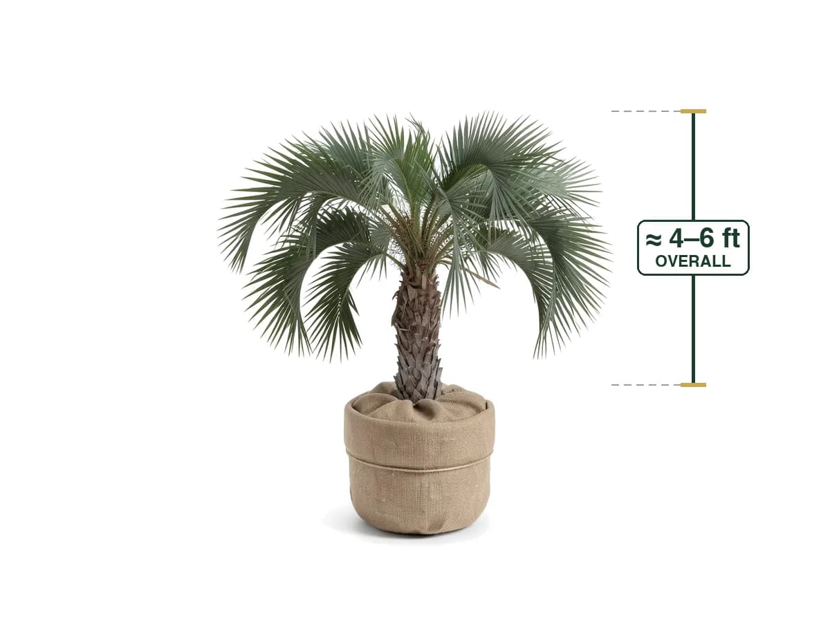 Pindo Palm