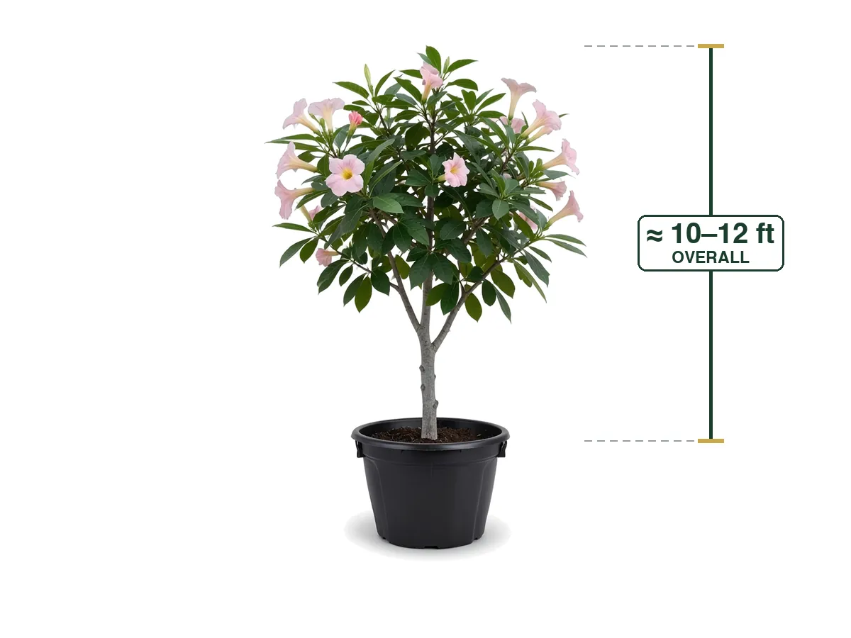 Pink Trumpet Tree Tabebuia