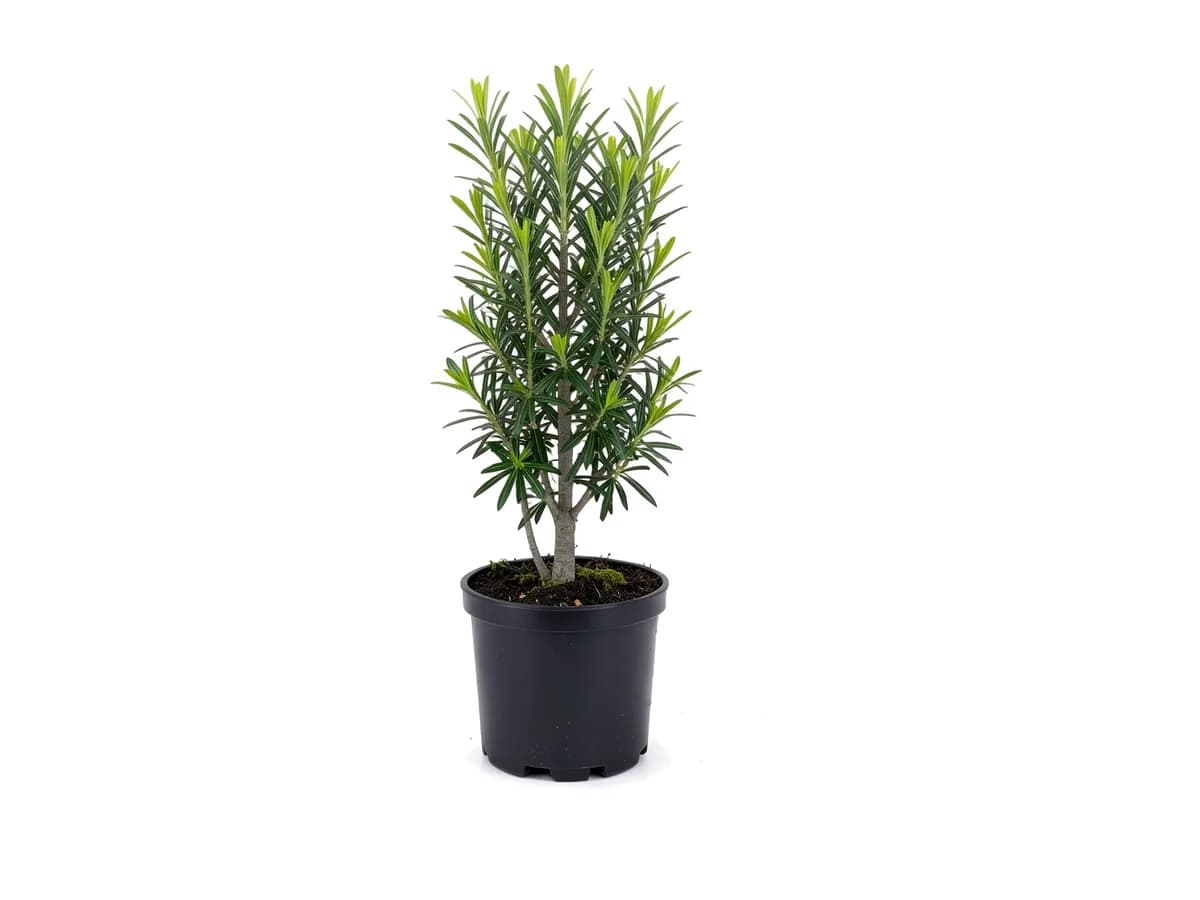 Podocarpus