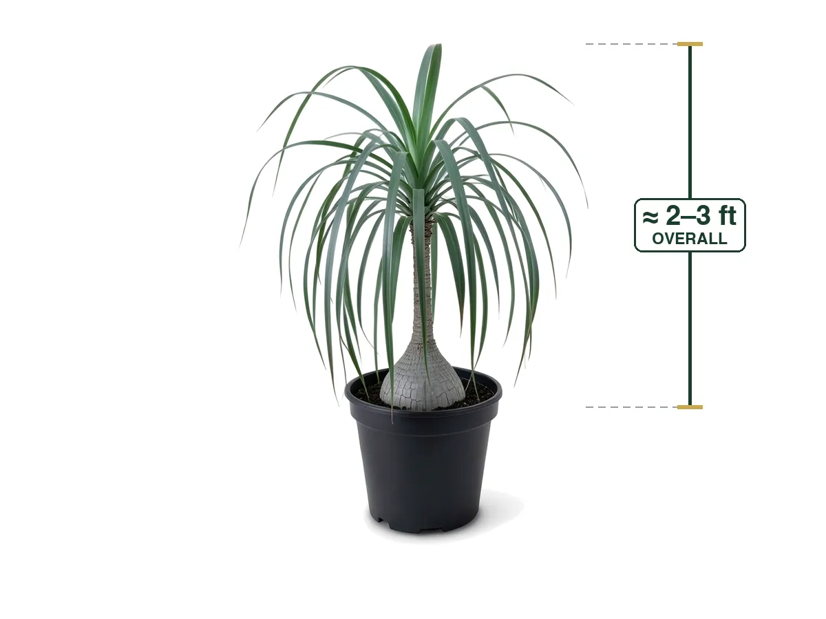 Ponytail Palm