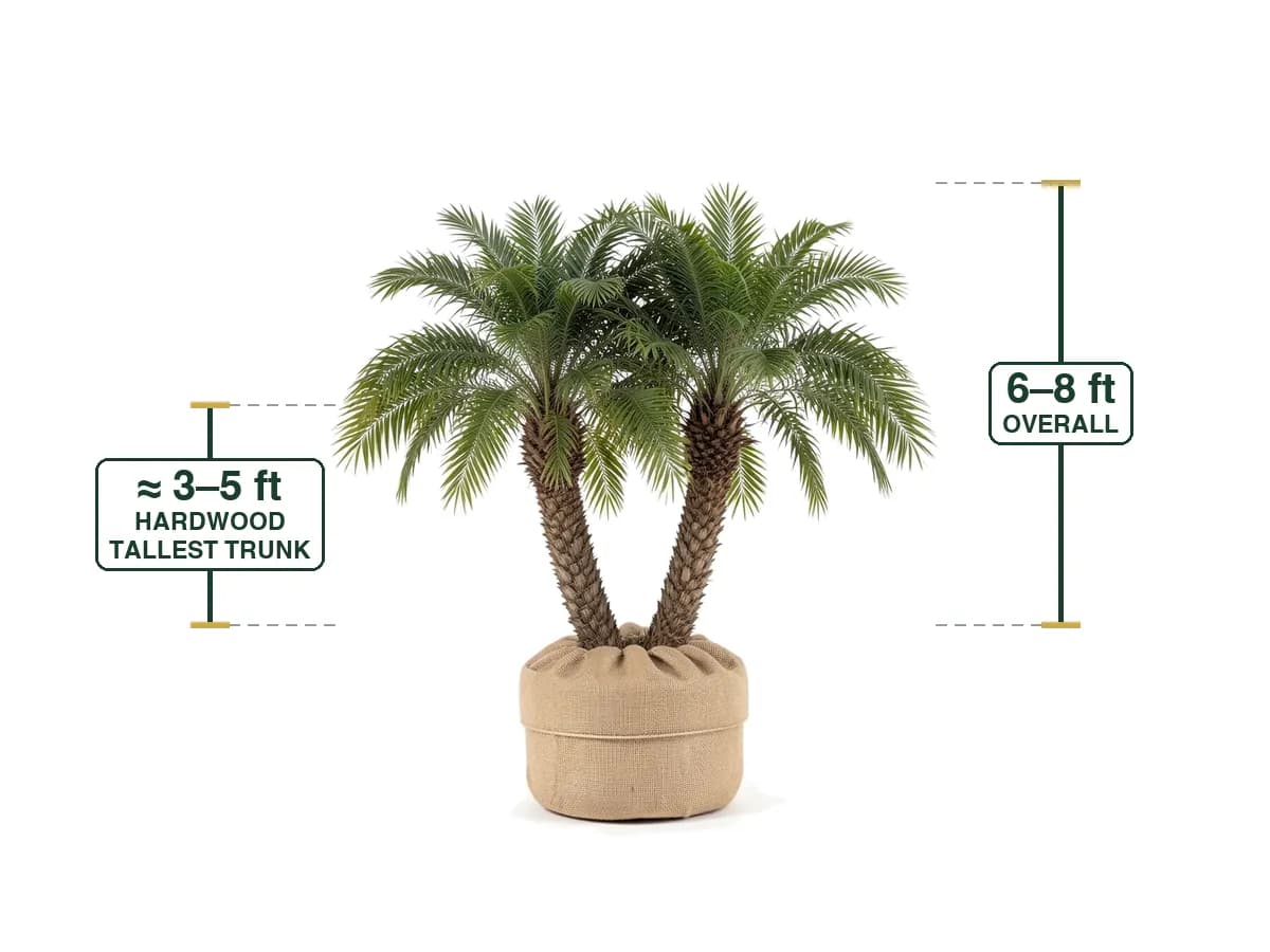 Pygmy Date Palm Double
