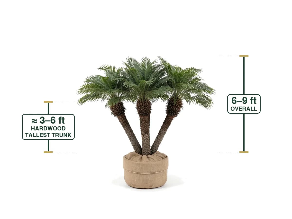 Pygmy Date Palm Triple