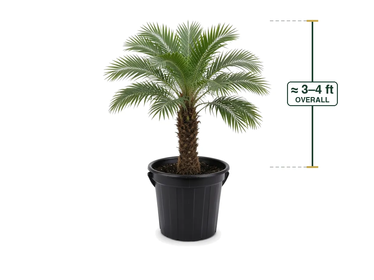 Pygmy Date Palm
