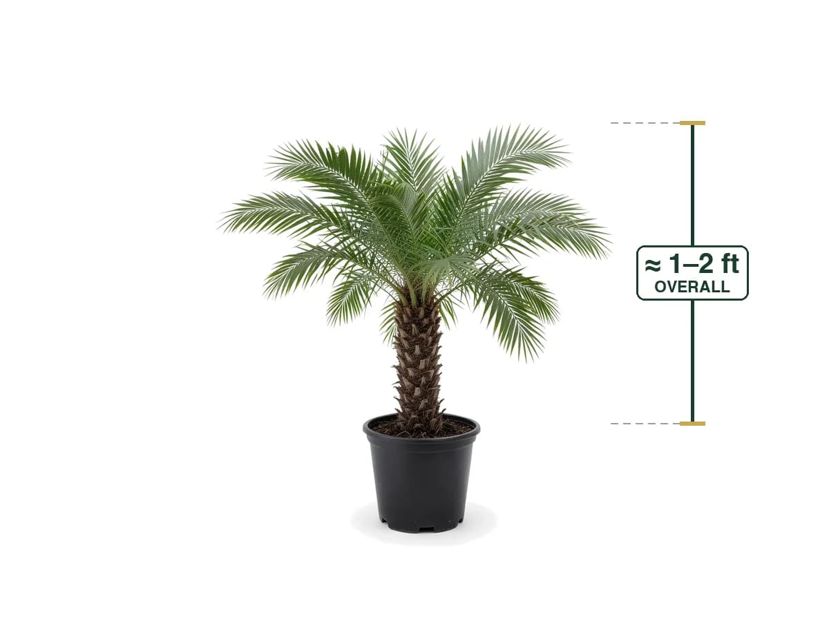 Phoenix Roebelini (Pygmy Date Palm)