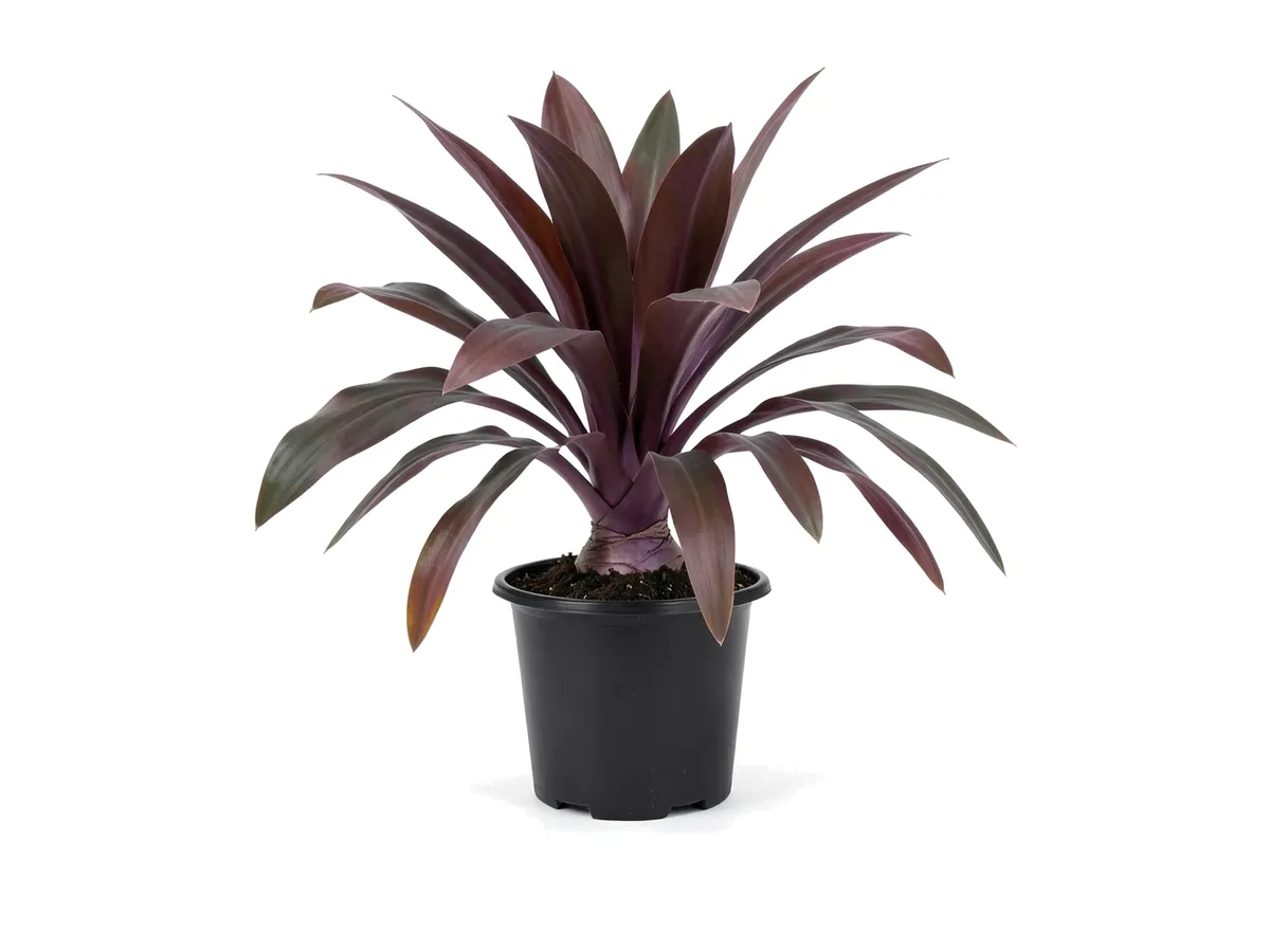 Queen Emma Lily Purple