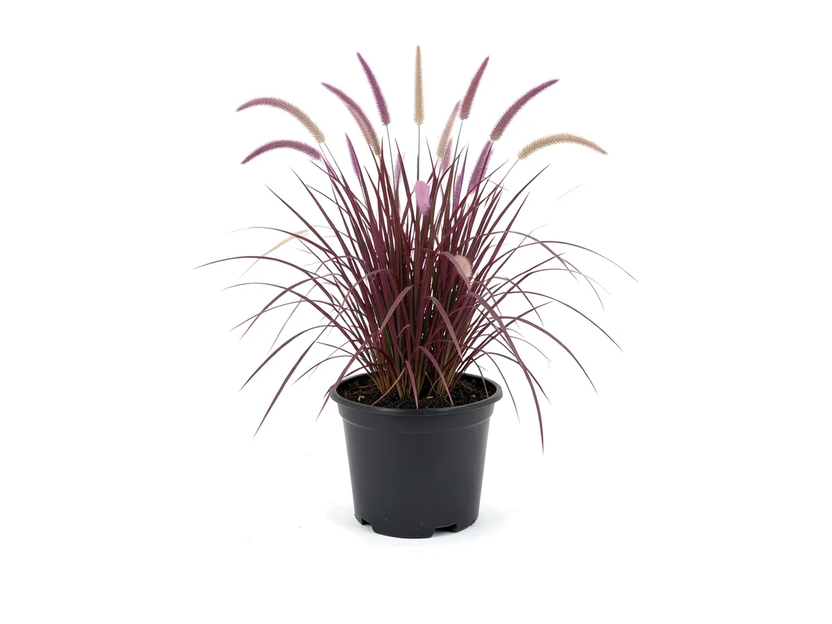 Red Fountain Grass