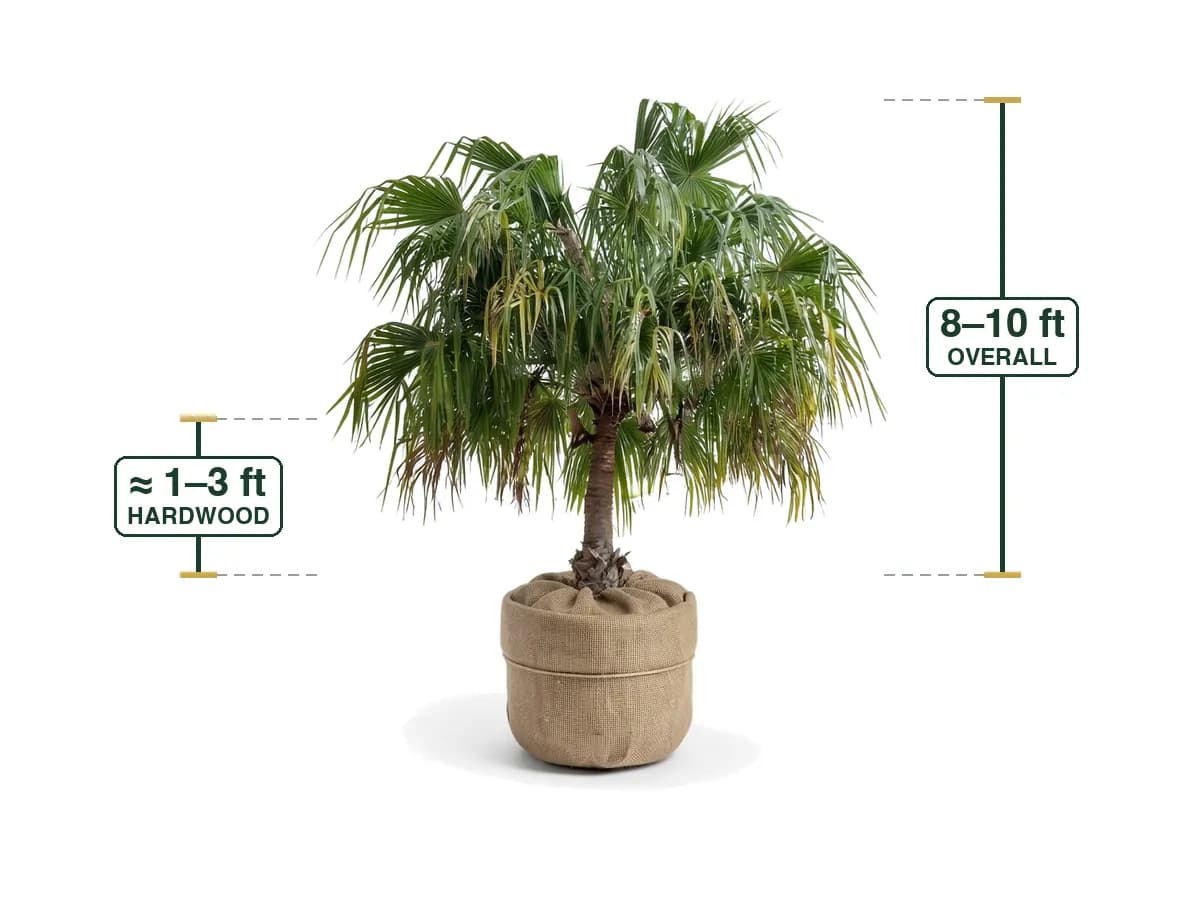 Ribbon Palm