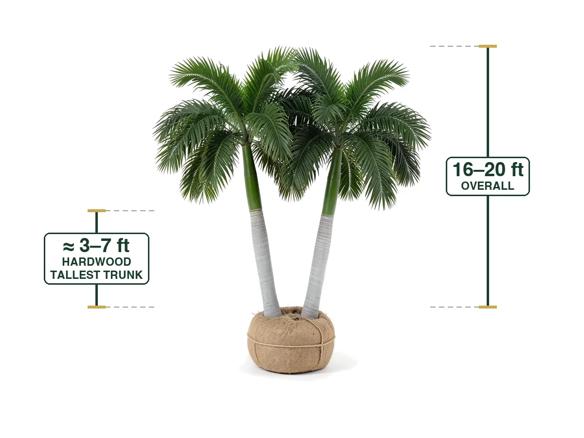 Royal Palm Double