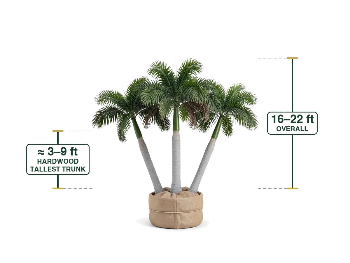 Royal Palm Triple