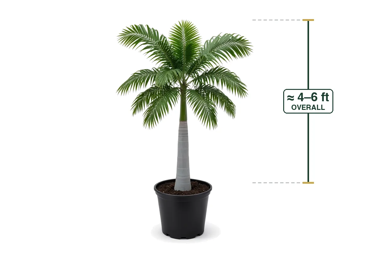 Royal Palm