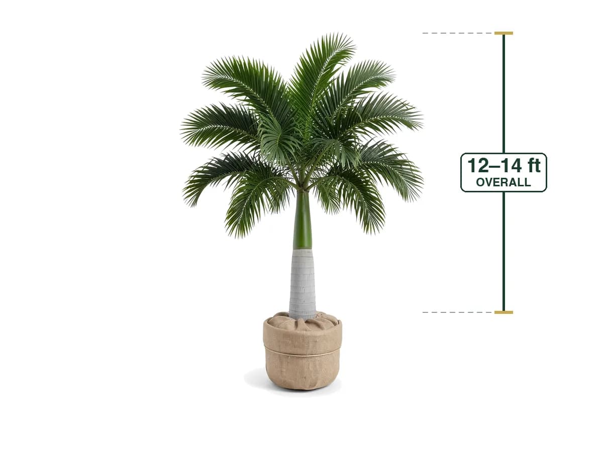 Royal Palm