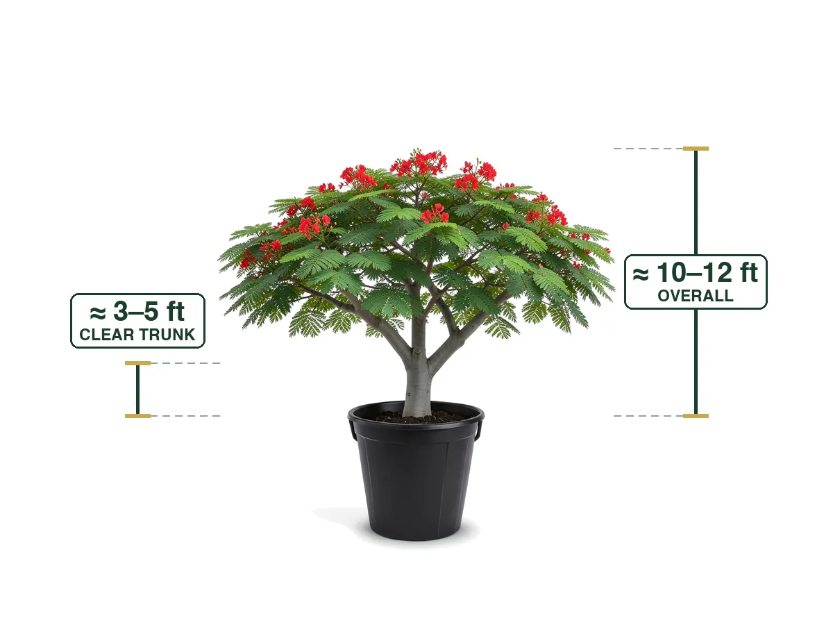 Royal Poinciana