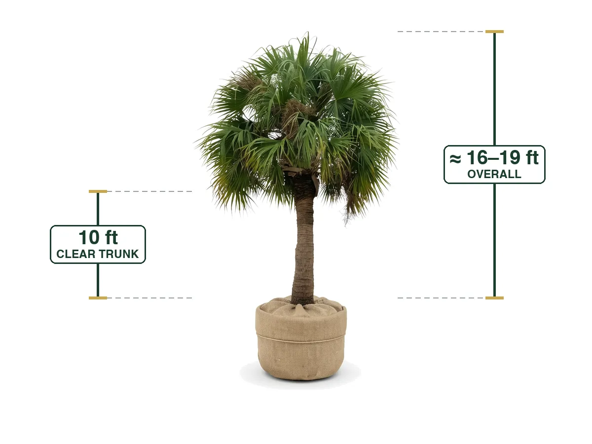 Sabal Palm