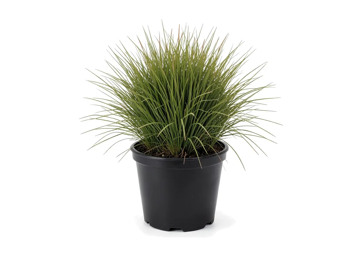 Sand Cordgrass