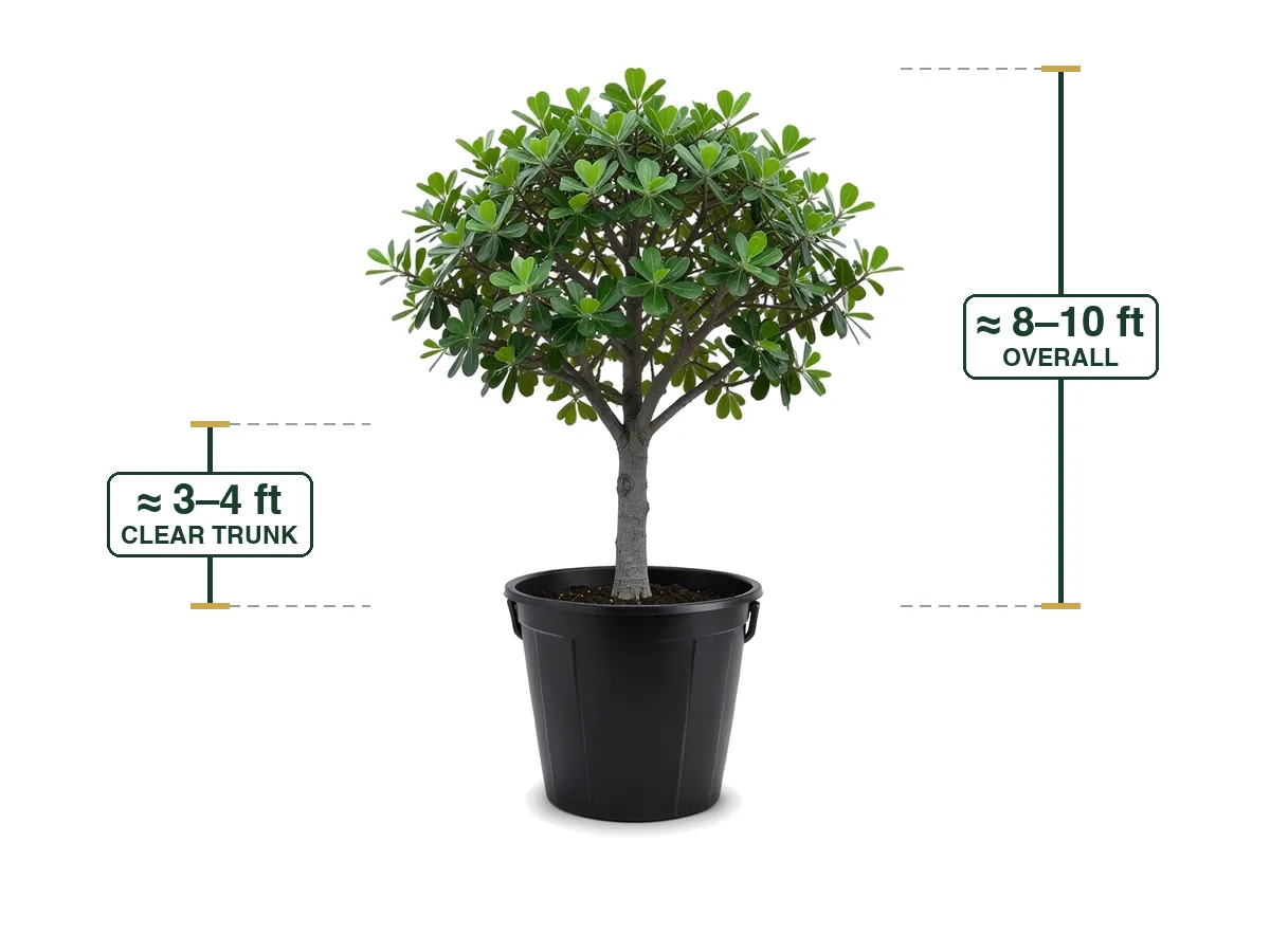 Shady Lady Tree