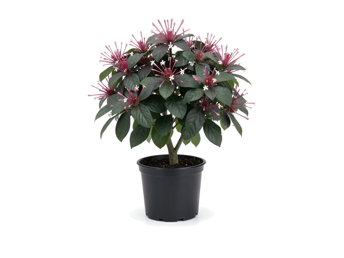 Shooting Star Jasmine