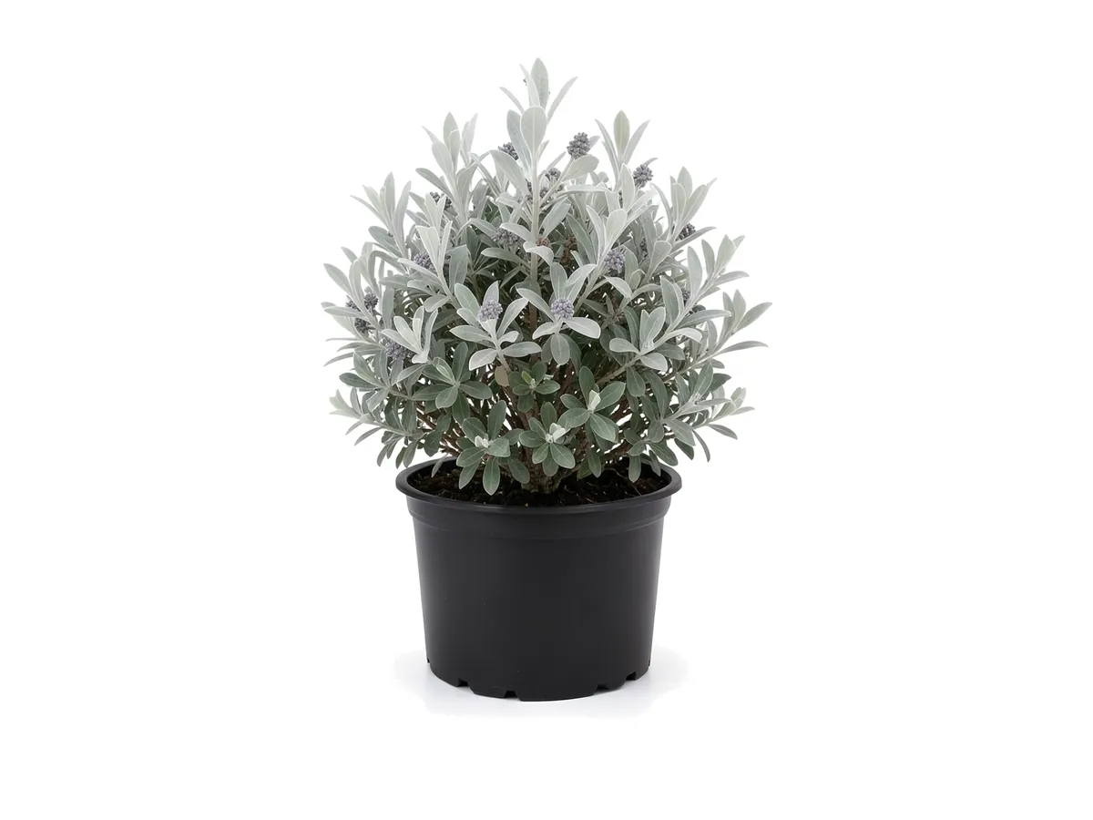 Silver Buttonwood