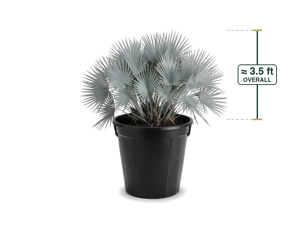 Silver Saw Palmetto