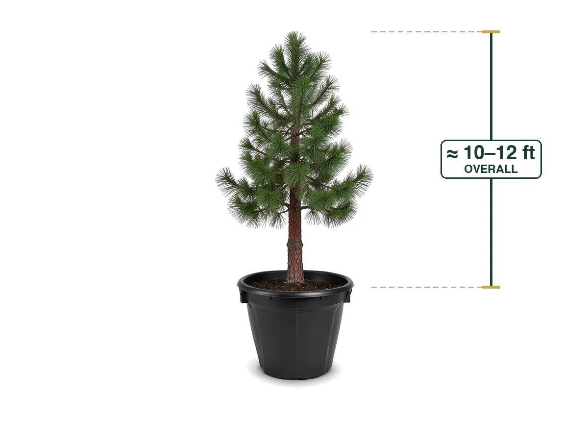 Slash Pine