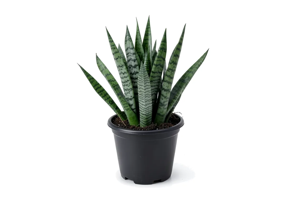 Snake Plant