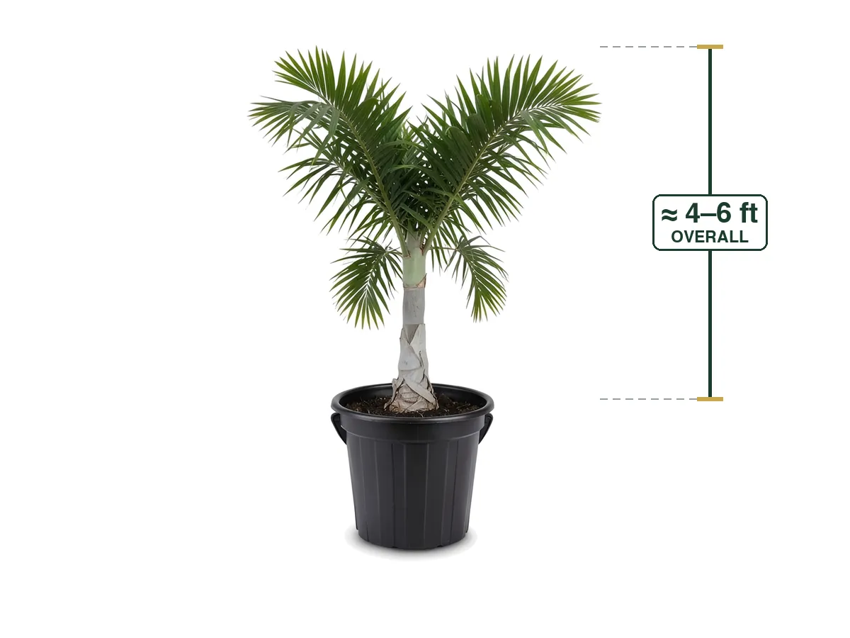 Spindle Palm