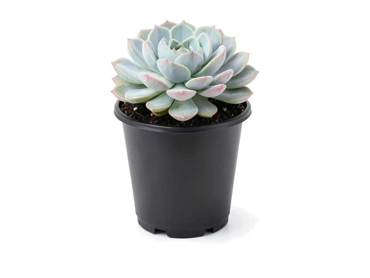 Succulent