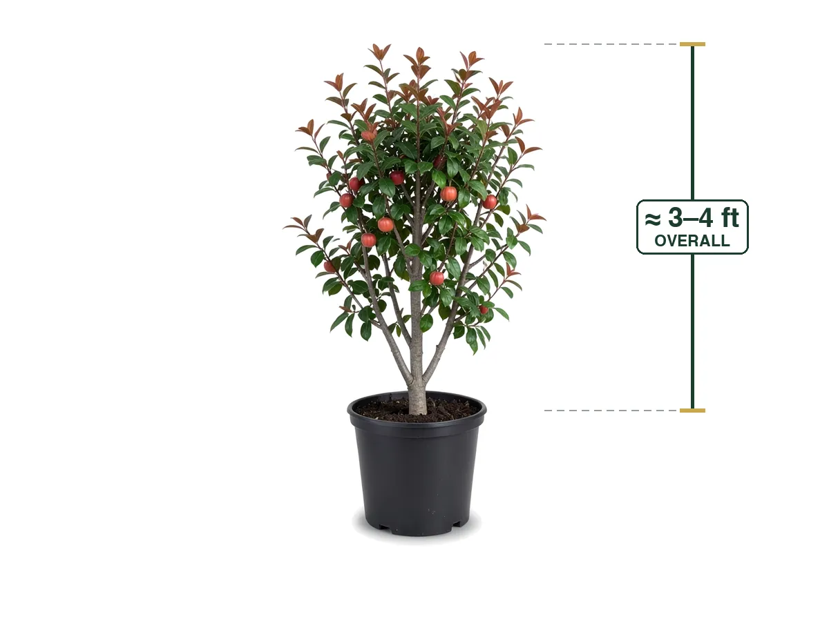 Surinam Cherry Tree