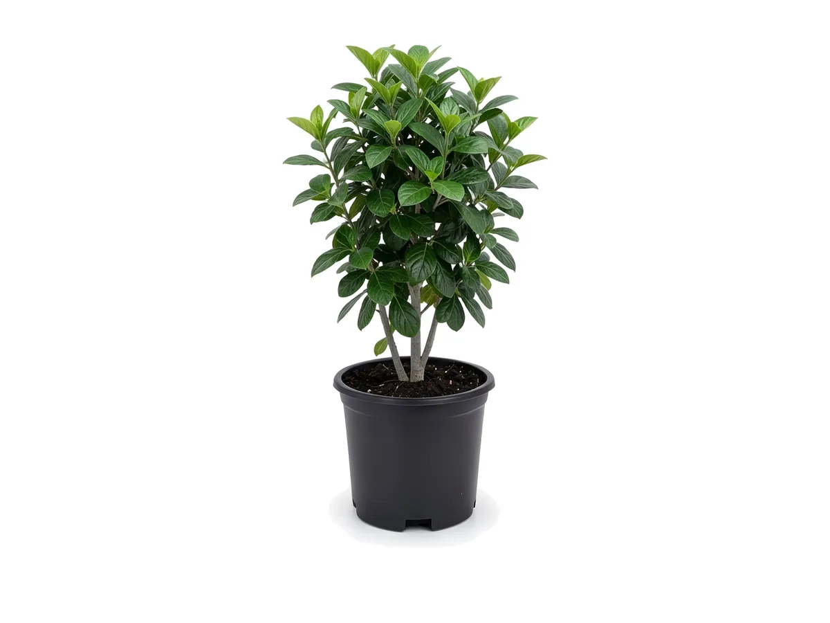 Sweet Viburnum