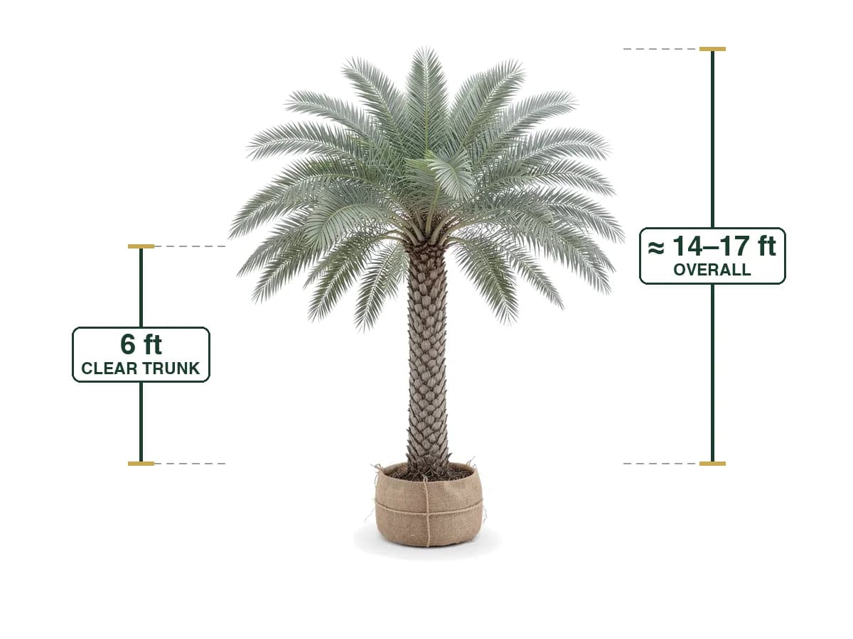Sylvester Palm