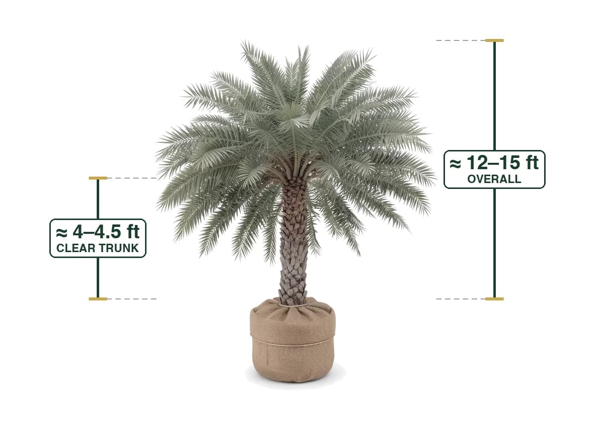 Silvestre Palm