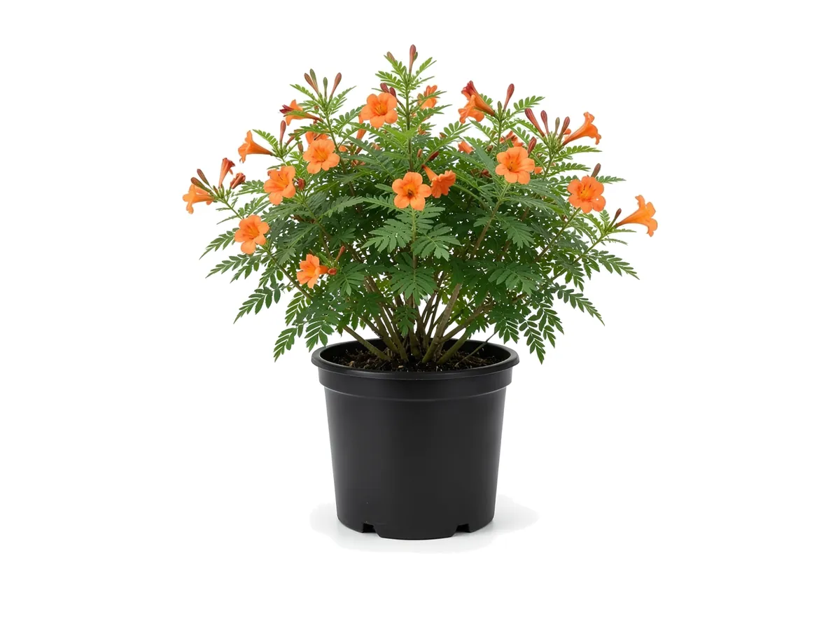 Tecoma Orange