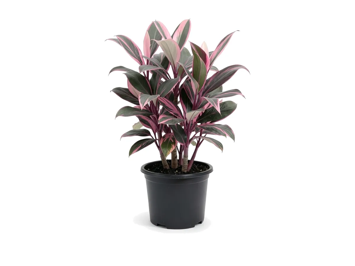 Ti Plant Diamond