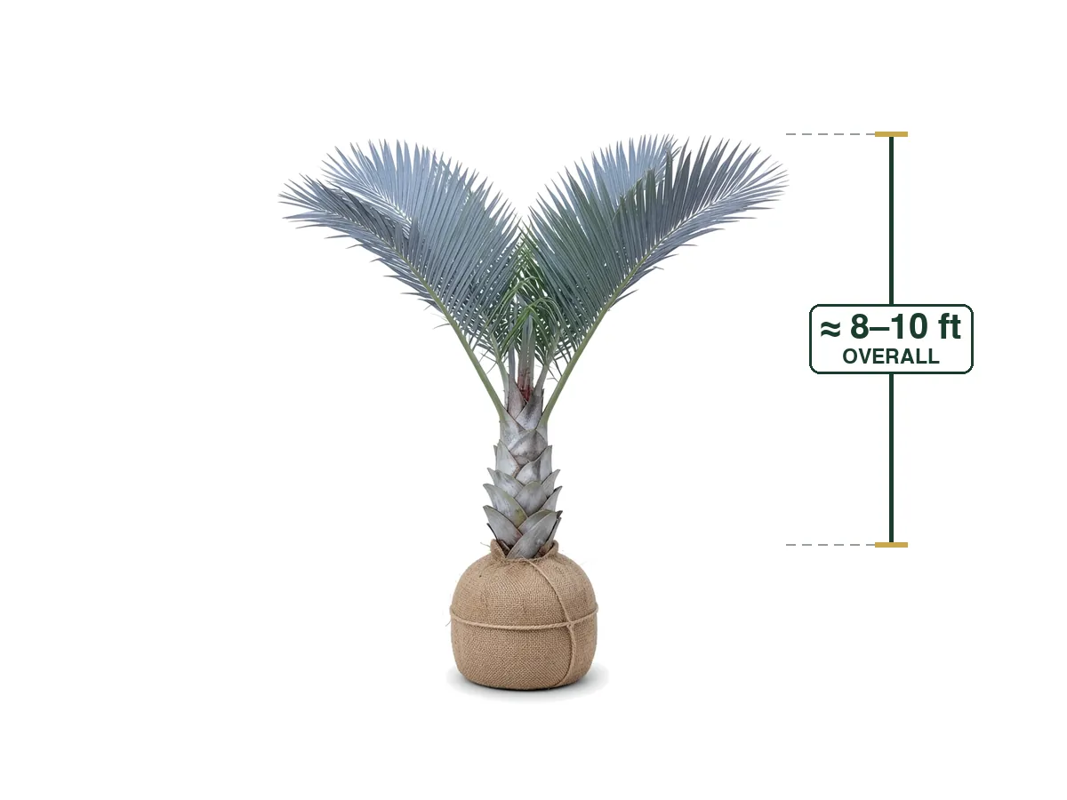 Triangle Palm
