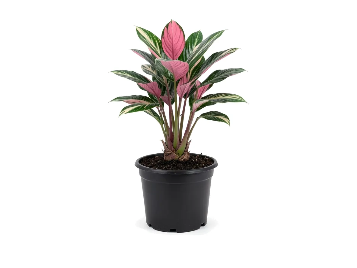 Tricolor Ginger