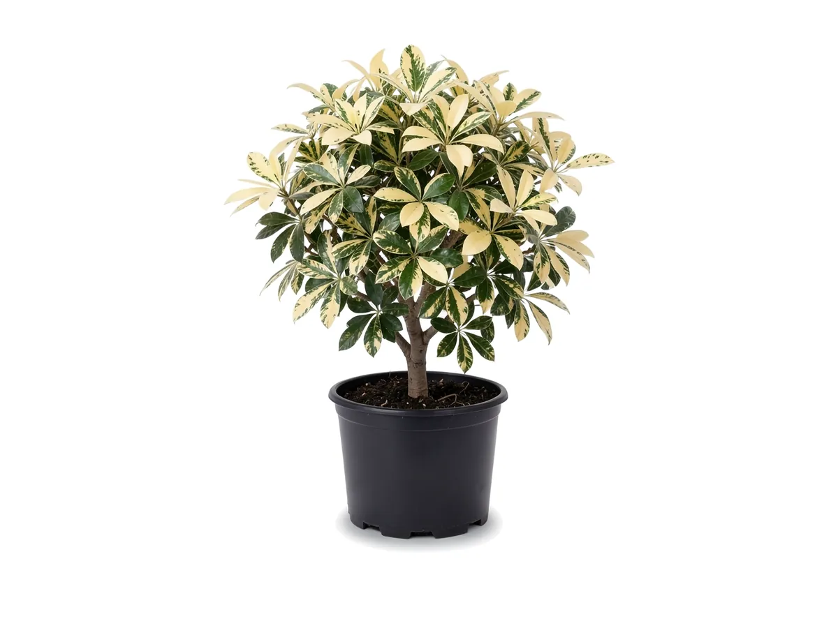 Umbrella Tree Dazzle