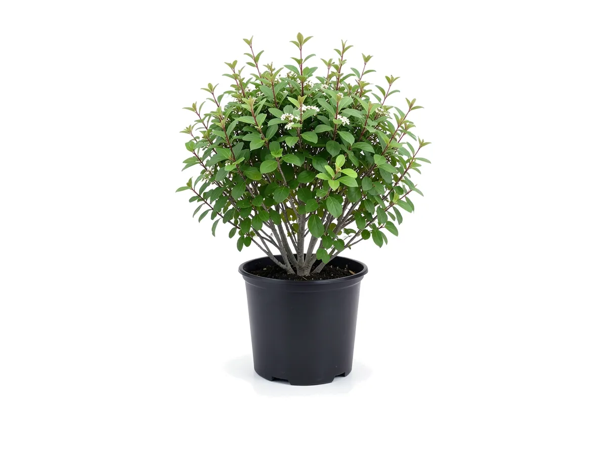 Walters Viburnum