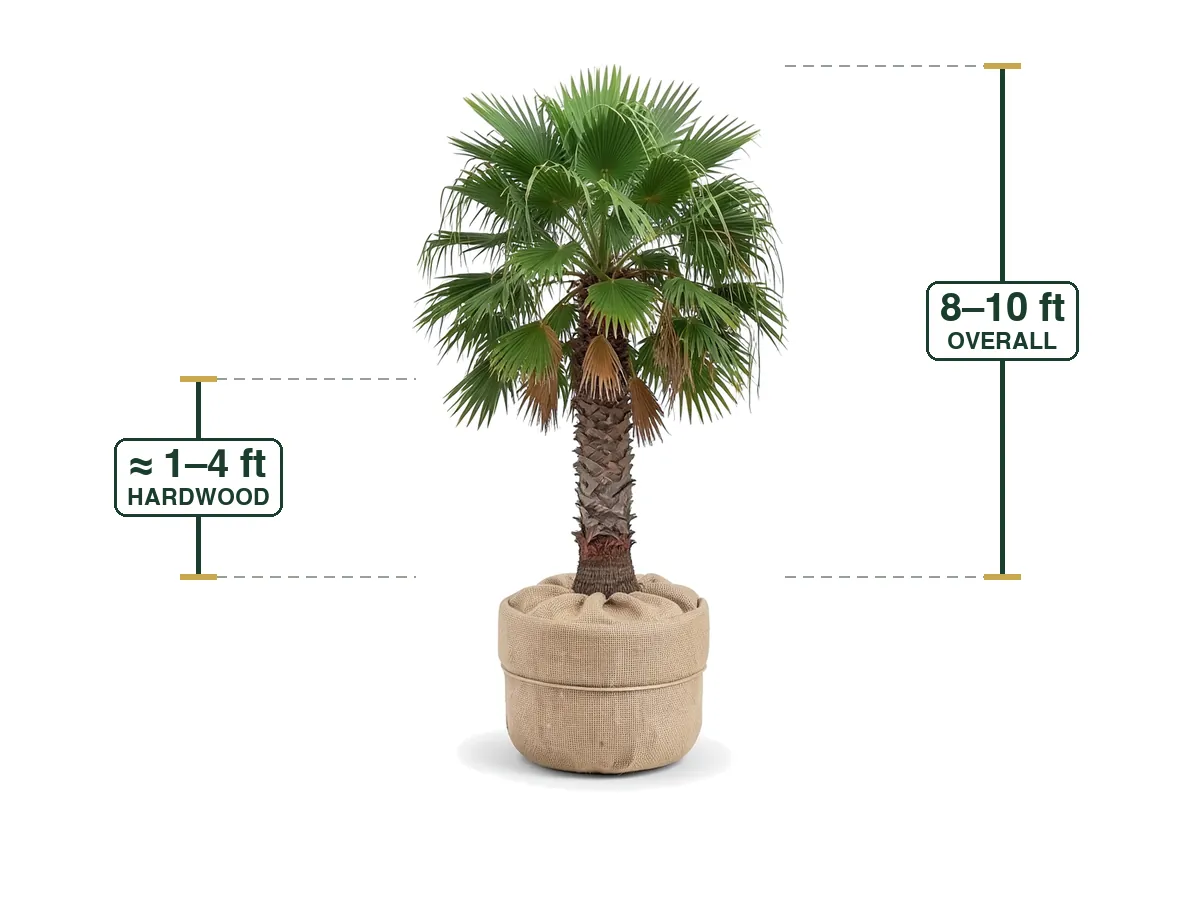 Washingtonia Palm