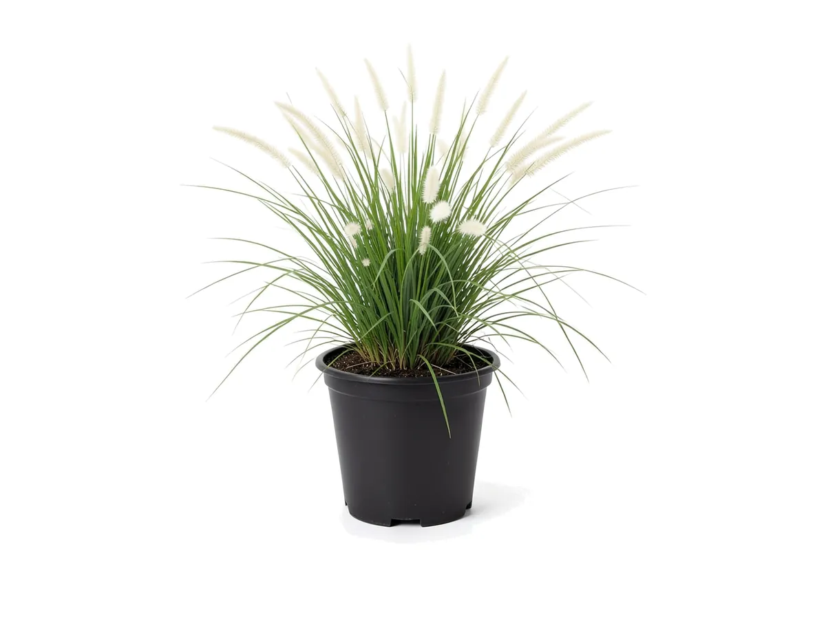 White Fountain Grass