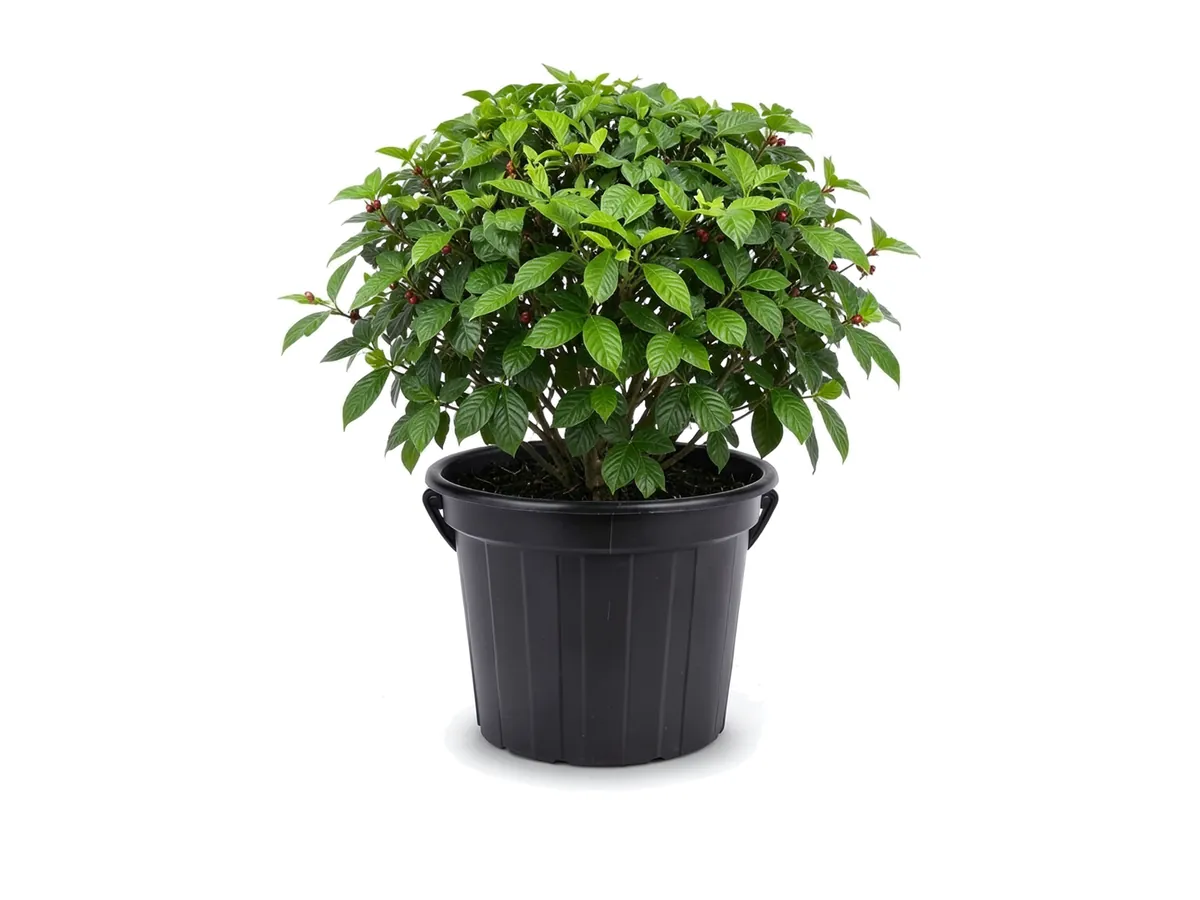 Wild Coffee