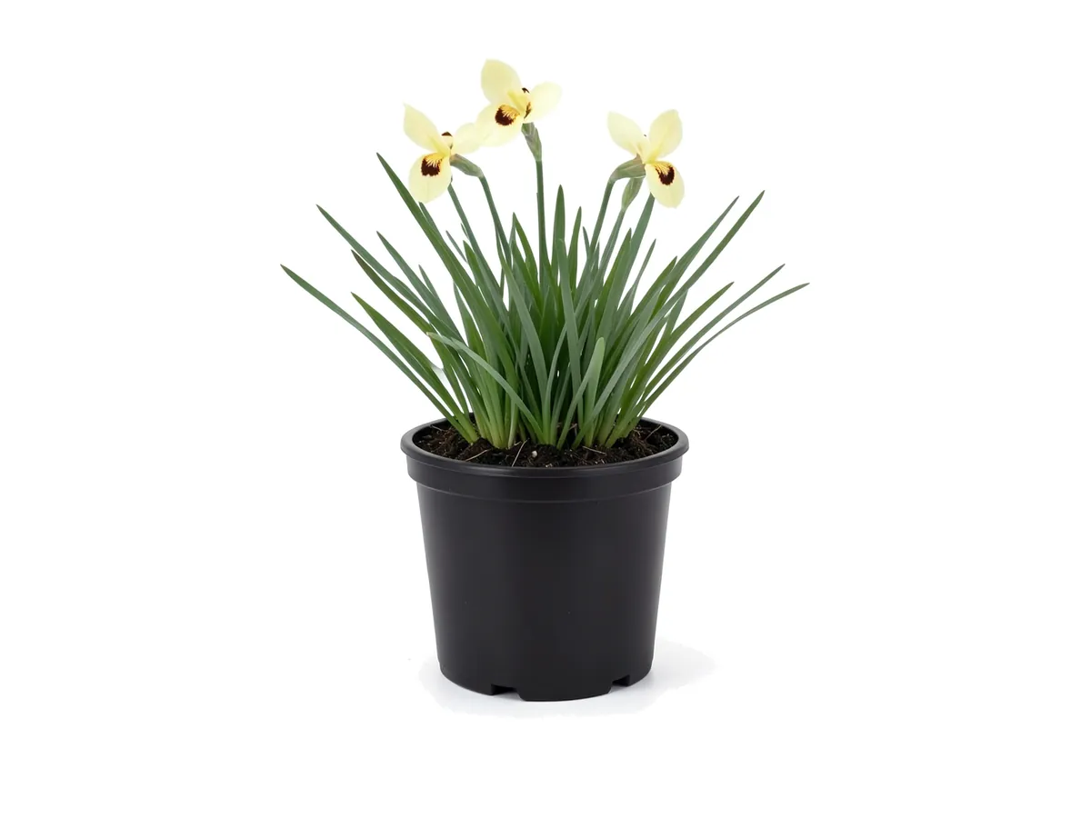 Yellow Iris
