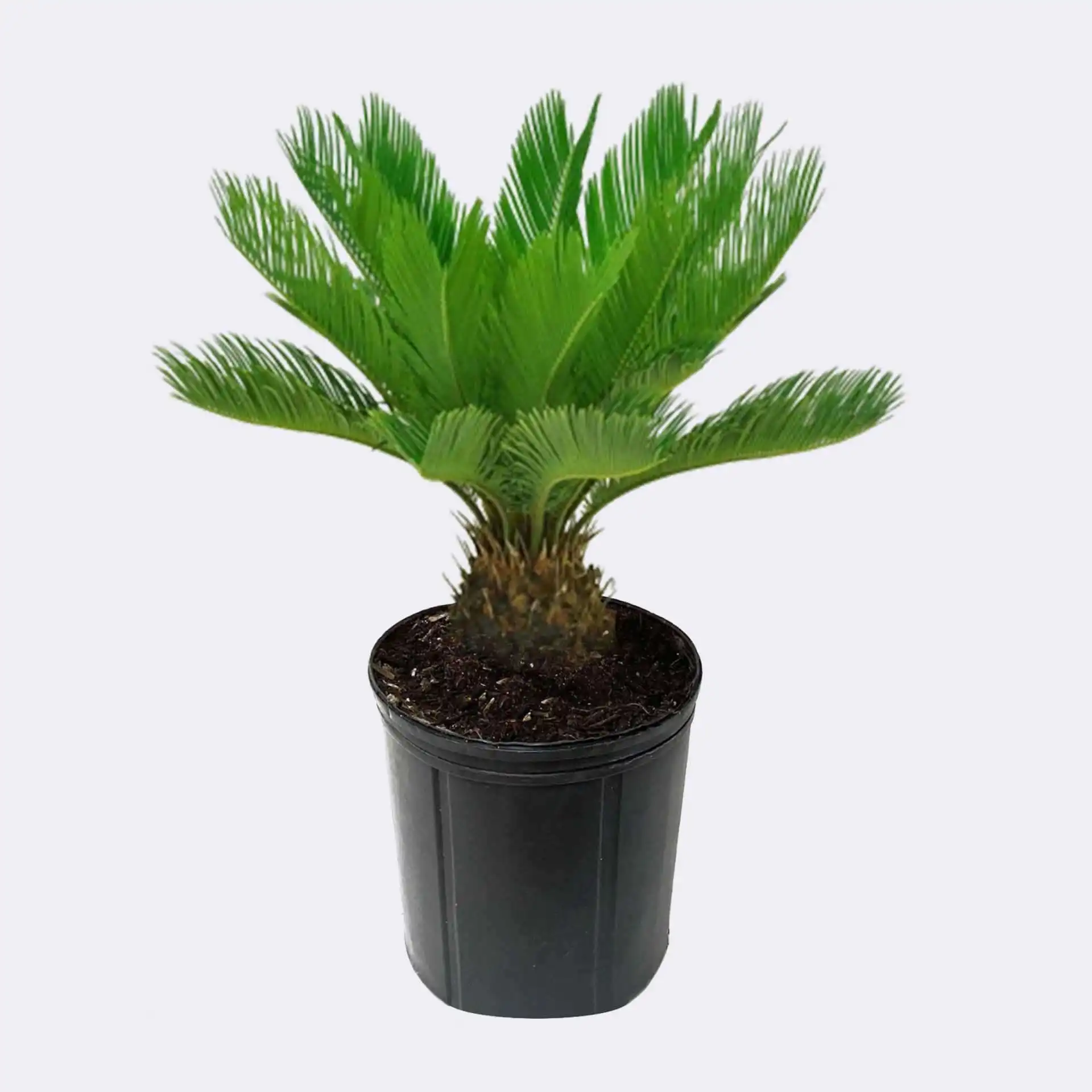 King Sago Palm